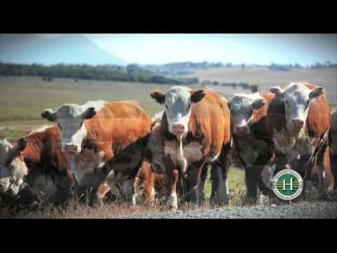 www.infolink.tv - HEREFORD - CONOZCA A LA RAZA POR DENTRO