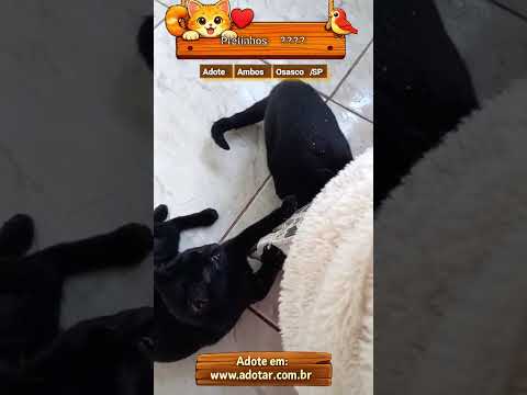 Vídeo de Pretinhos ????