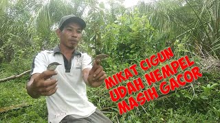 Download lagu mikat ciblek gunung Sumatera langsung di sambar 2 ... mp3