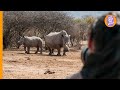 Wild Animals Safari Family Adventure Face To Face With African Wildlife At Mokolodi Nature Reserve