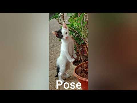 Cats funny videos,cats funny compilation