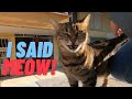 Tabby Cat Meowing With Extraordinary Speed
