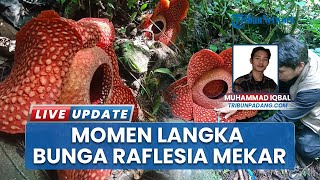 Momen Langka! 2 Bunga Raflesia Tunjukkan Pesona di Cagar Alam Maninjau, Mahasiswa asal Riau Antusias