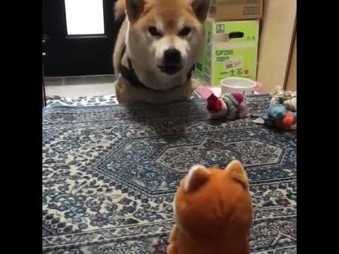 download lagu mp3 mp4 Dog Barking At Toy, download lagu Dog Barking At Toy gratis, unduh video klip Dog Barking At Toy