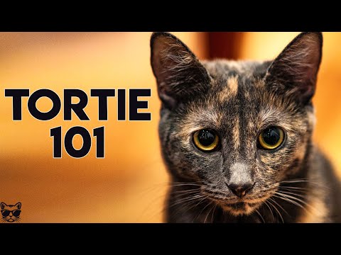 Tortoiseshell Cat 101 - Everything You Need To Know About Tortie Cats