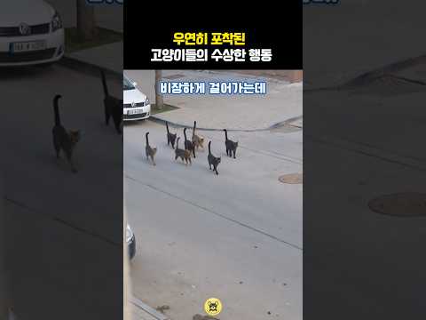 우연히 포착된 고양이들의 수상한 행동 #동물 #고양이 #냥냥이