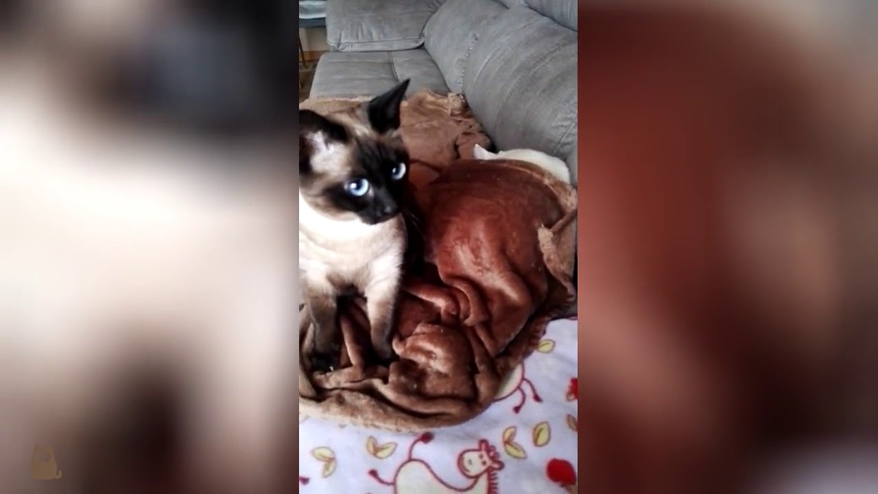 Gato SIAMES amasando una manta