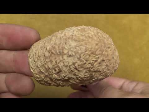 Pipa Radice Rind Pure - Bent Billiard - RA195