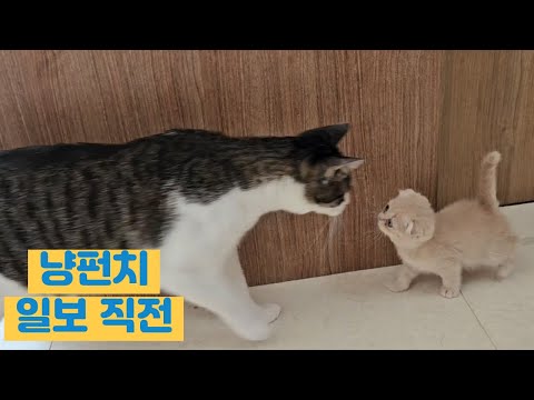 치로와 여동생 모찌는 친해질수 있을까..