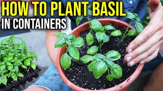 How to Plant Basil in Containers, Grow FRESH Herbs at Home!