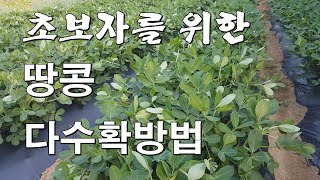 초보자를 위한 땅콩 다수확 방법