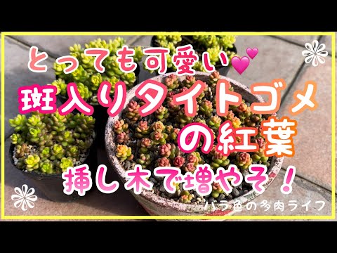 フォルミウム テナックス 'Variegatum'、斑入りの葉を持つフォルミウム