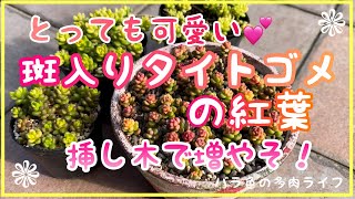【多肉植物】【ガーデニング】とっても可愛い💕斑入りタイトゴメの紅葉　挿し木で増やそ！