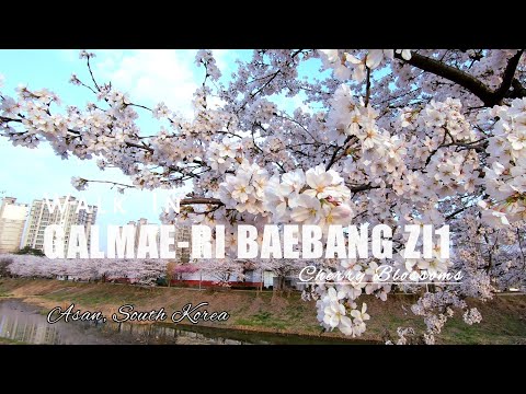 Berjalan Di Galmae-Ri Baebang ZI1 (배방 자이1) CERRY BLOSSOMS, Baebang Asan South Korea 🇰🇷