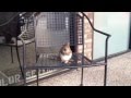 Squirrel Eating A Peanut