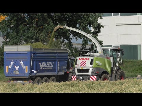 Trinciato Frumento 2018 | Wheat Silage 2018 | Stagnati