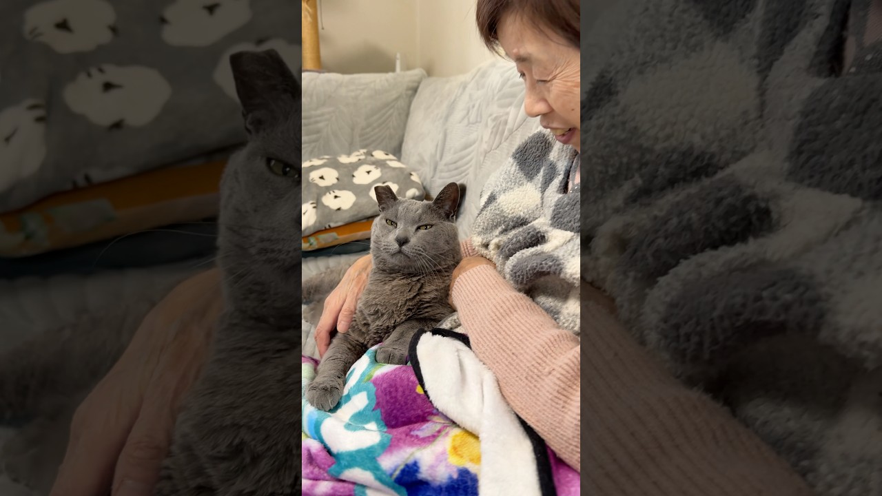 【しあわせそうなニャンコの顔見て😆】 #bigcat #グレ #ばあちゃん大好き