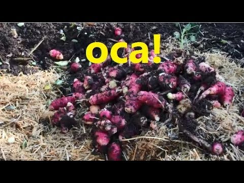 Harvesting Oca | New Zealand yam crop