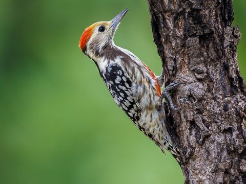 Woodpecker (Picidae) #woodpeckerbird #birds #birdsvideo #birdspecies #nature