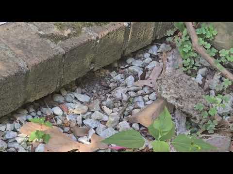 Yellow Jackets Nesting Under the Back Steps in Edison, NJ