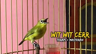 Download lagu Semua Pleci Dalam 1 Menit Langsung Ikut Nembak Wit Wit Cerr mp3