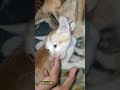 Washing Machine Pt 4 2022 Cute Cat Videos Funny Cats Try Not To Laugh