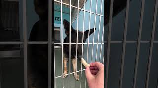 Video preview image #1 German Shepherd Dog Puppy For Sale in Pasadena, CA, USA