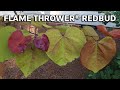Flame Thrower® Redbud Tree - This is Amazing Tree