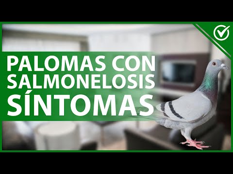 , title : '🕊 PALOMAS con SALMONELOSIS: Contagio, síntomas y el mejor tratamiento 🦠🕊'