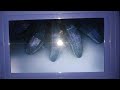Closing To Avatar 2010 DVD