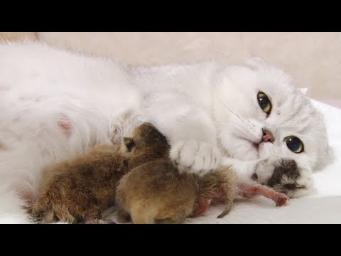 How to Help a Pregnant Cat Give Birth? | Silver Cat Giving Birth to 4 Kittens | Cat labour
