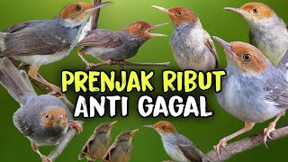 Download lagu Suara pikat burung prenjak kepala merah mp3 Download lagu Suara pikat burung prenjak kepala merah mp3