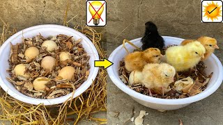 Sunlight Chicks hatching - Hatch chicks Without Any egg incubator