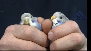 Budgerigar - Feeding and Care