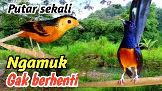 Download lagu Terapi Masteran Murai Batu Alam Liar Sungai Pegunungan | Naikkan Kualitas Lagu mp3