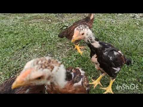 2 aylık hint civ civlerim..2 ayliğ heyratı cücələrim.(