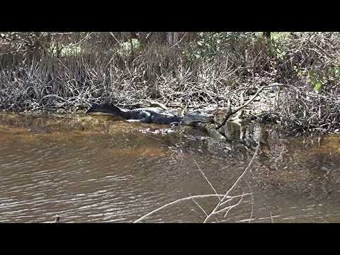 Cruising Bio Lab Road -Wild Florida under the shadow of NASA- Merritt Island Wildlife Refuge -Part 4