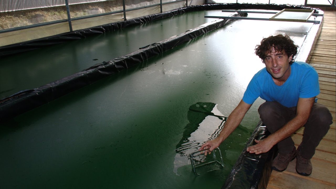 KORU Espirulina en el Huerto de Renato. Acebo (España)
