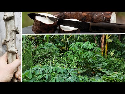 , title : 'Planting and Harvesting Cassava / Yuca (Manihot Esculenta)'