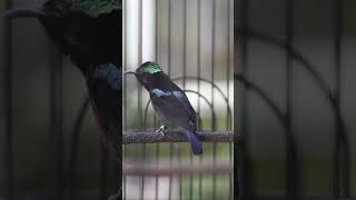 Download lagu konin materi 1 jalur nembak full cungkok kuntian  #masterankolibrininja #konin #suarakolibrininja mp3