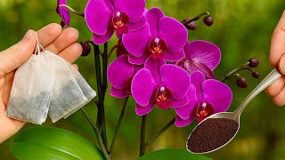 The Best Natural Fertilizer for Orchids? Tea vs Coffee Test!