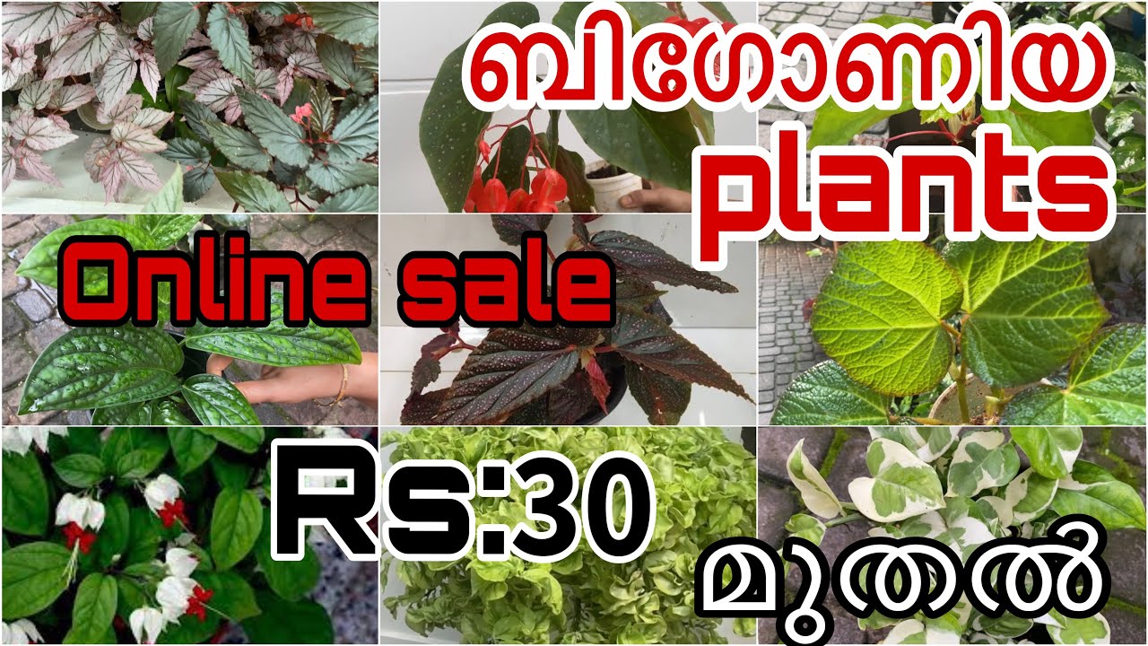 Begonia | Bleeding heart vine |Pilea | Zz Plant | Monstera Peru | 𝕆ℕ𝕃𝕀ℕ𝔼 𝕊𝔸𝕃𝔼 ʀs: 𝟯𝟬 മുതൽ