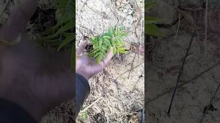Removing stink tree : stink agriculture farming