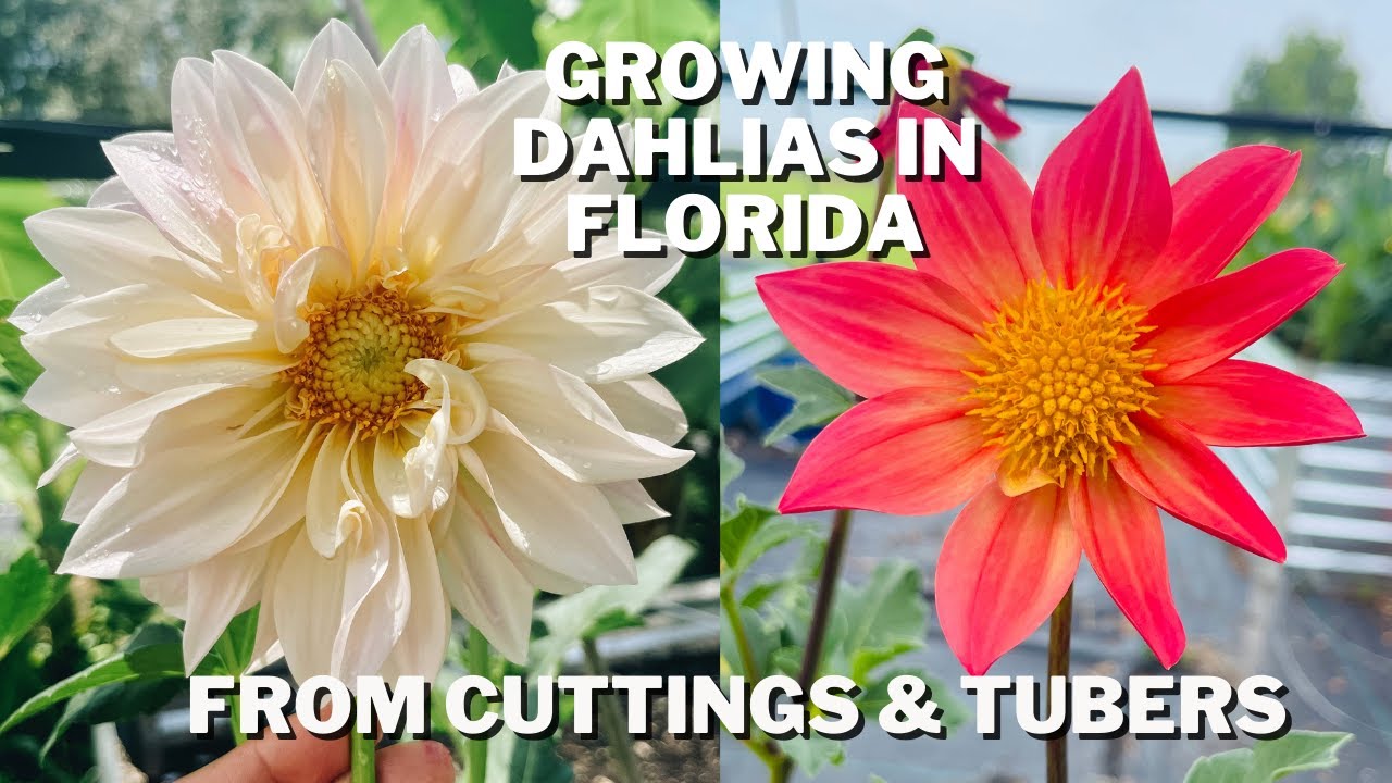 Growing Dahlias in Florida| Florida Flower Farm