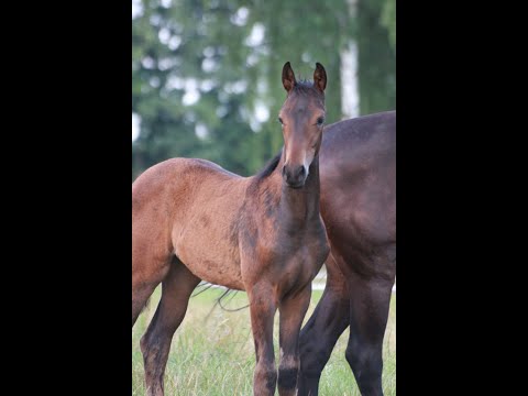 2021*Stutfohlen von Raven (Revolution x Christ) x Jazz - Rajani