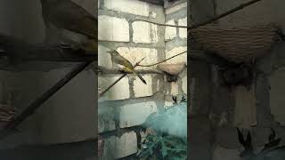 Download lagu Kandang RENGGANIS CUCAK WILIS mp3