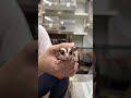 フクロモモンガのYouTubeサムネイル画像