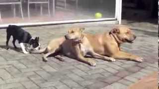 ***!!!***!!!*** Best Youtube Dog Barking Video - Learn How To Train a Dog Not to Bark!!!***!!!***!!!