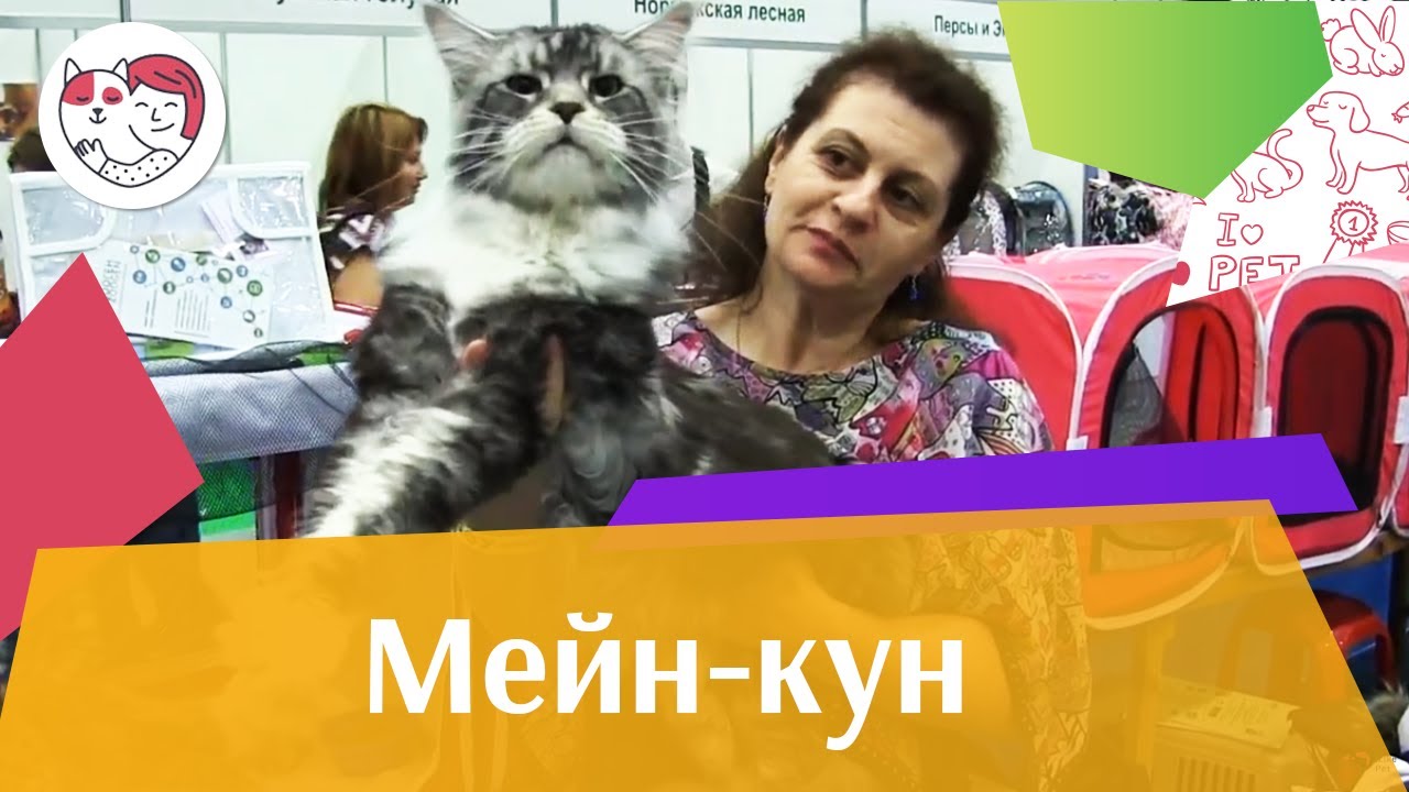 КОШКИ МЕЙН КУН ЗООШОУ 2016 НА ilikepet