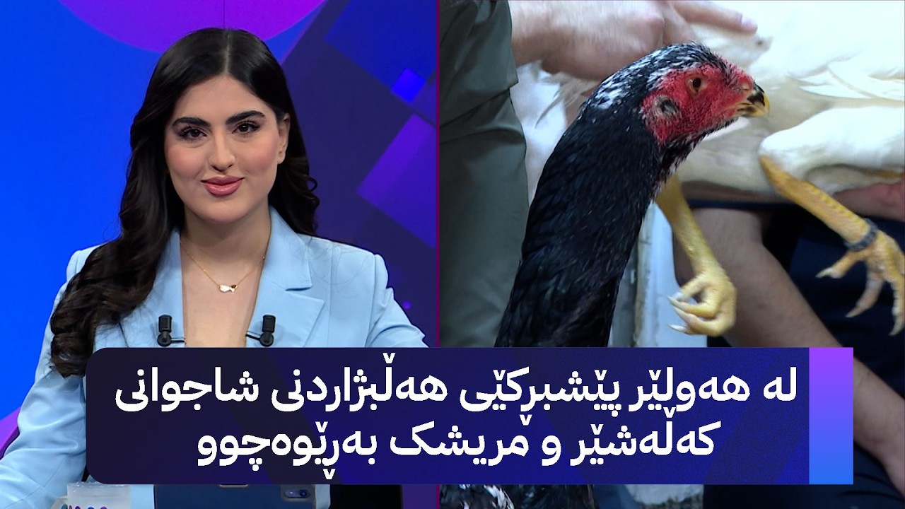 ڤیدیۆ | لە هەولێر پێشبڕکێی هەڵبژاردنی شاجوانی کەڵەشێر و مریشک بەڕێوەچوو